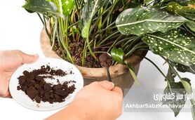 آشنایی با کودهای مناسب انواع گیاهان آپارتمانی 