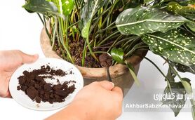 آشنایی با کودهای مناسب انواع گیاهان آپارتمانی 