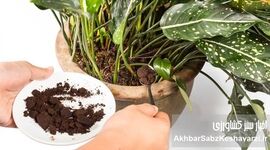 آشنایی با کودهای مناسب انواع گیاهان آپارتمانی 