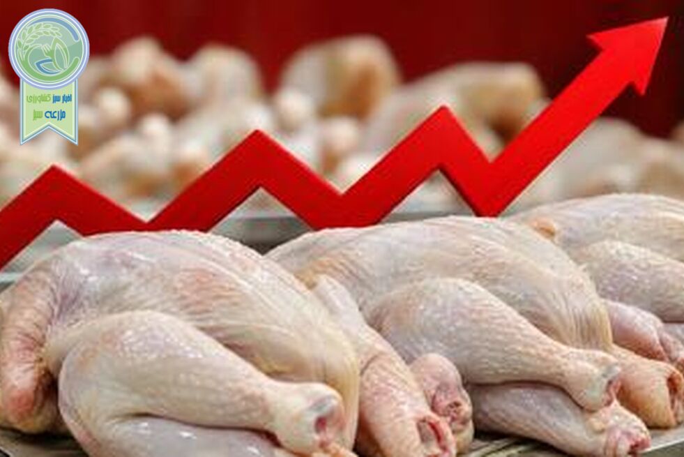 مرغداران زیر فشار زیان؛ هر کیلو مرغ تا ۶۰ هزار تومان پایین‌تر از قیمت تمام‌شده فروخته می‌شود