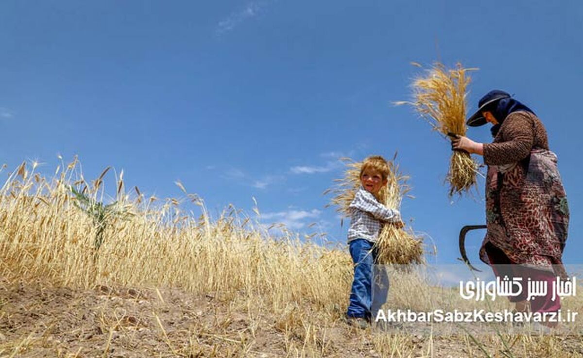 کاهش 10 درصدی خرید تضمینی گندم