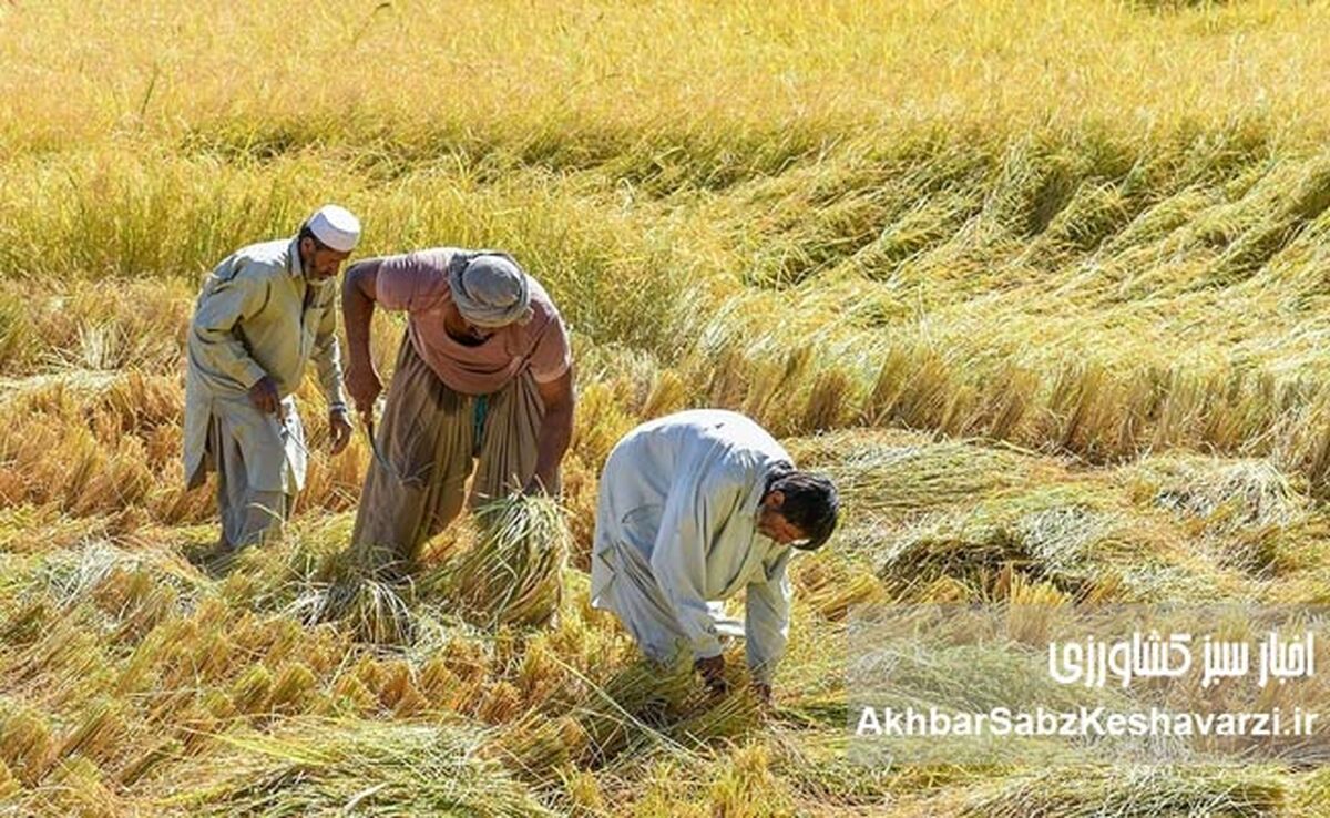 کاشت برنج در بلوچستان؛ کشت برنج در دل خشکسالی آبی در آسیاب بحران است