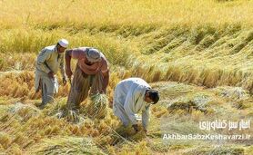 کاشت برنج در بلوچستان؛ کشت برنج در دل خشکسالی آبی در آسیاب بحران است