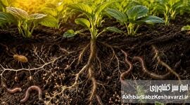 قهرمانان گمنام زیر پای ما؛ روایتی تکان‌دهنده از حیات خاک+ویدئو