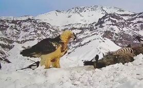 پرنده‌ای که نماد سعادتمندی شد/ دو تحریف مهم درباره هما

