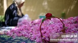 عطر گل محمدی در کرج پیچید؛ آغاز ششمین جشنواره گلاب‌گیری البرز