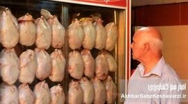 یک بام و دو هوای خودکفایی مرغ
