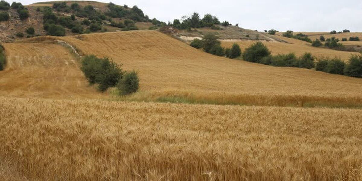 مشارکت ۴۵۰ هزار کشاورز در طرح جهش تولید در دیمزار‌ها

