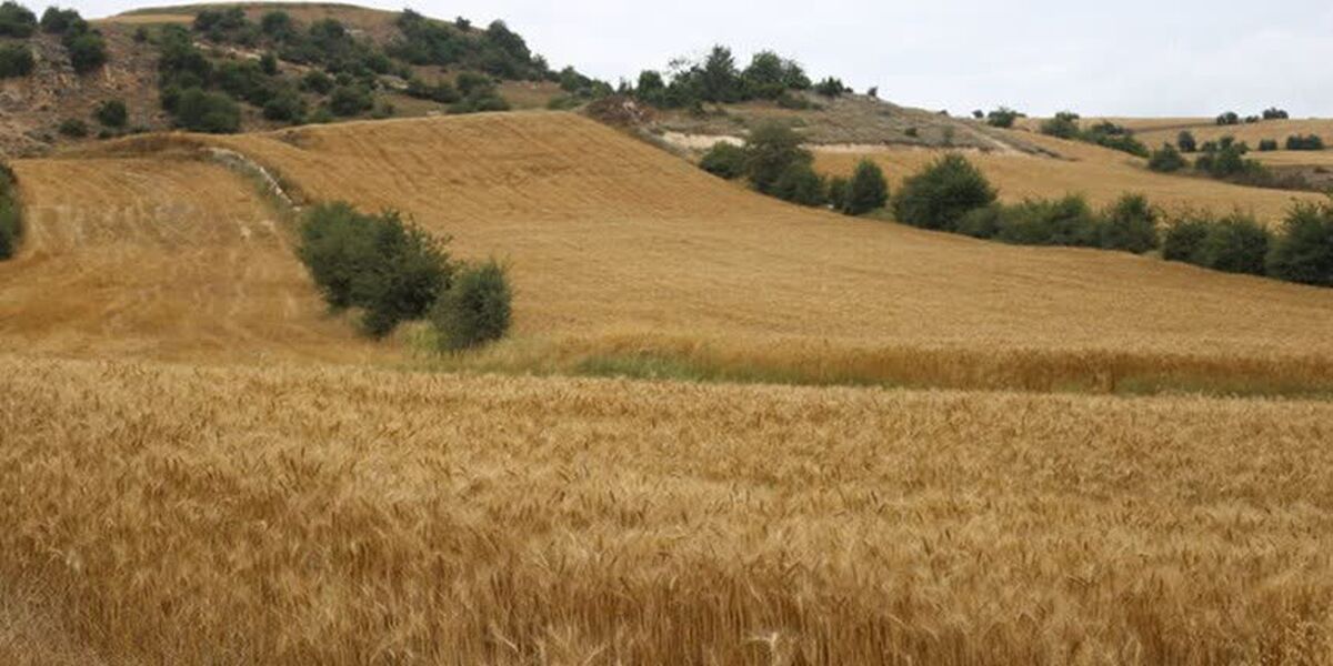 مشارکت ۴۵۰ هزار کشاورز در طرح جهش تولید در دیمزار‌ها

