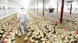 چراغ قرمز بحران صنعت طیور در بن‌بست قیمت‌گذاری