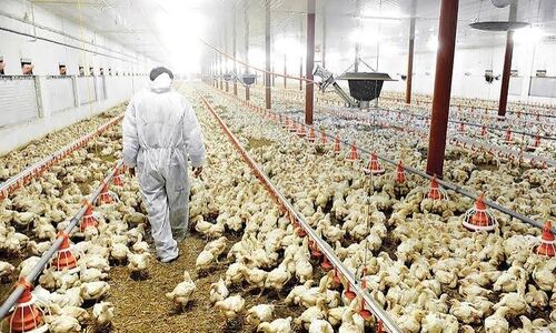 چراغ قرمز بحران صنعت طیور در بن‌بست قیمت‌گذاری