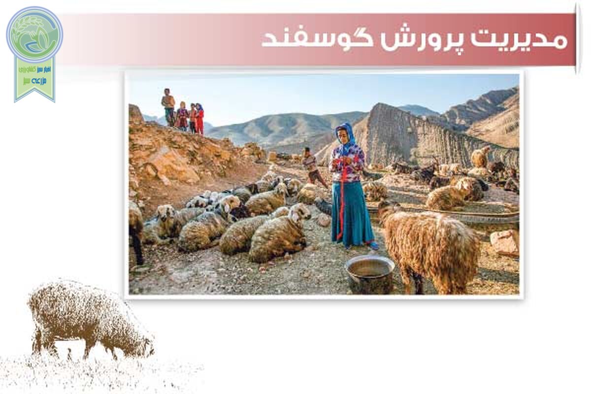 مدیریت پرورش گوسفند

