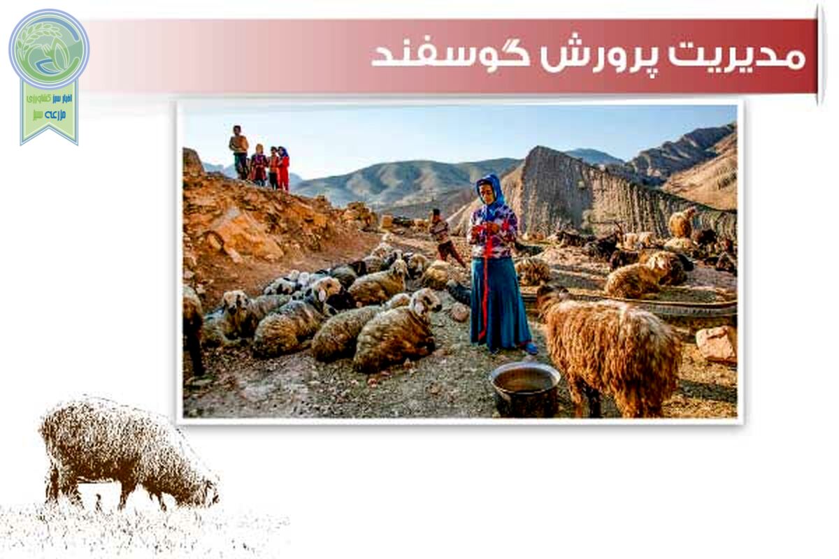 مدیریت پرورش گوسفند

