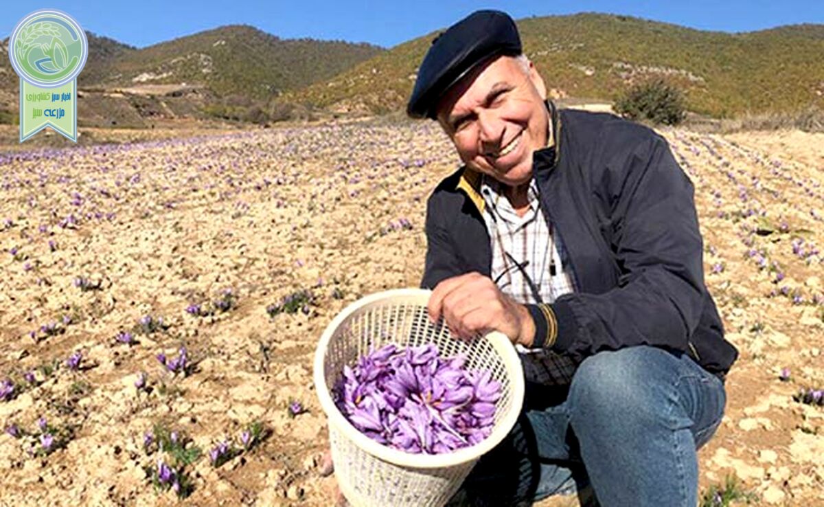 زعفران روستای وامنان، سالم‌ترین زعفران کشور+ ویدئو


