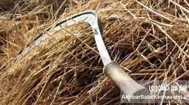 ​۴۰۰۰ سال تاریخ در یک دانه: بازگشت گندم خراسان، گنجینه‌ای باستانی به سفره‌های ایرانی