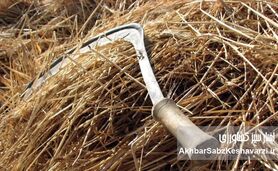 ​۴۰۰۰ سال تاریخ در یک دانه: بازگشت گندم خراسان، گنجینه‌ای باستانی به سفره‌های ایرانی