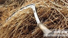 ​۴۰۰۰ سال تاریخ در یک دانه: بازگشت گندم خراسان، گنجینه‌ای باستانی به سفره‌های ایرانی