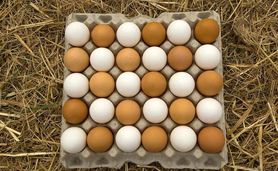کاهش قیمت تخم مرغ پوسته قهوه‌ای در میادین تره‌بار

