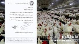 اتحادیه سراسری مرغداران گوشتی: بازارگاه قفل شده، تولید مرغ در آستانه سقوط+نامه