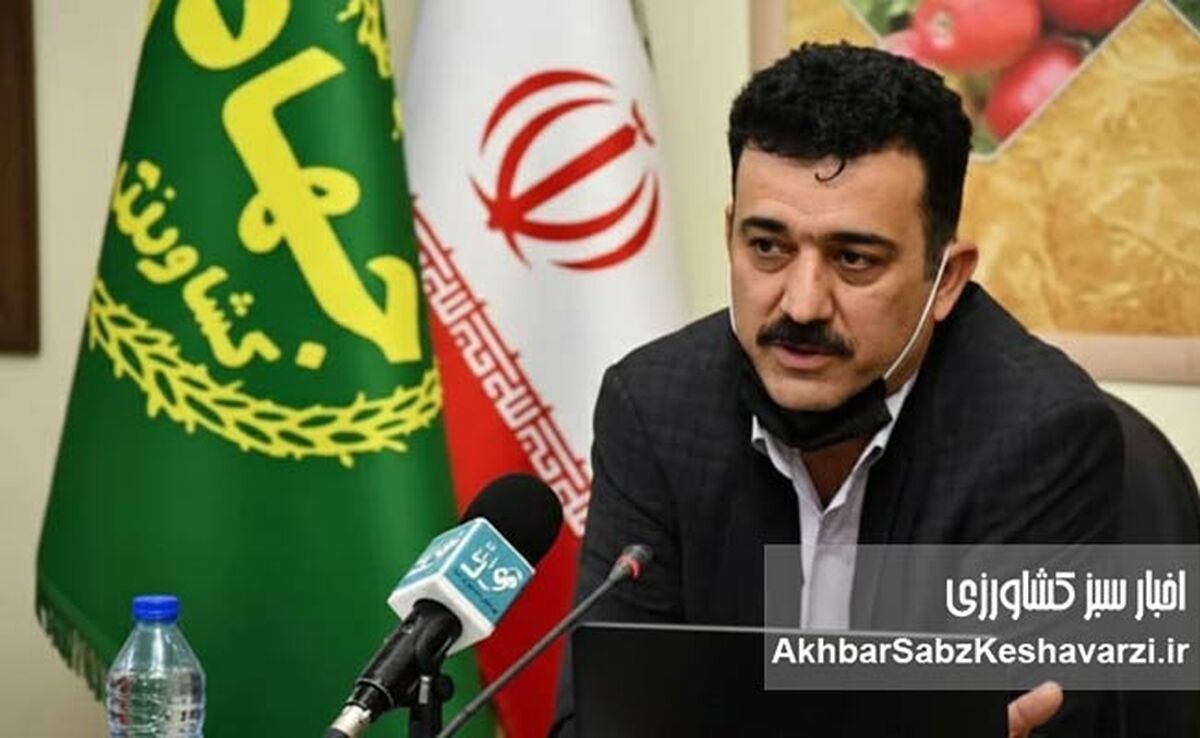 اصلاح قیمت تضمینی گندم در دستور کار وزارت جهاد کشاورزی