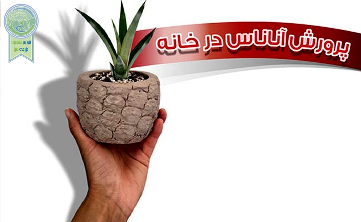 پرورش آناناس در خانه