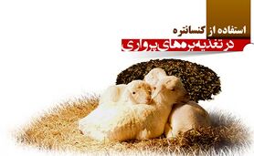 استفاده از کنسانتره در تغذیه بره‎ های پرواری

