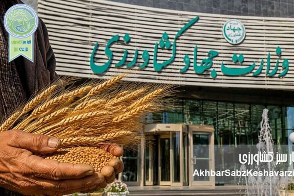 ​۱۴.۵ میلیون تن گندم؛ واقعیت تولید کجاست؟ مطالبه شفافیت از وزارت جهاد کشاورزی