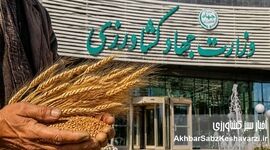 ​۱۴.۵ میلیون تن گندم؛ واقعیت تولید کجاست؟ مطالبه شفافیت از وزارت جهاد کشاورزی