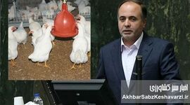 نمایندگان نوری قزلجه را تهدید کردند؛ مرغ‌ها از بی‌غذایی به «دیگرخواری» افتاده‌اند