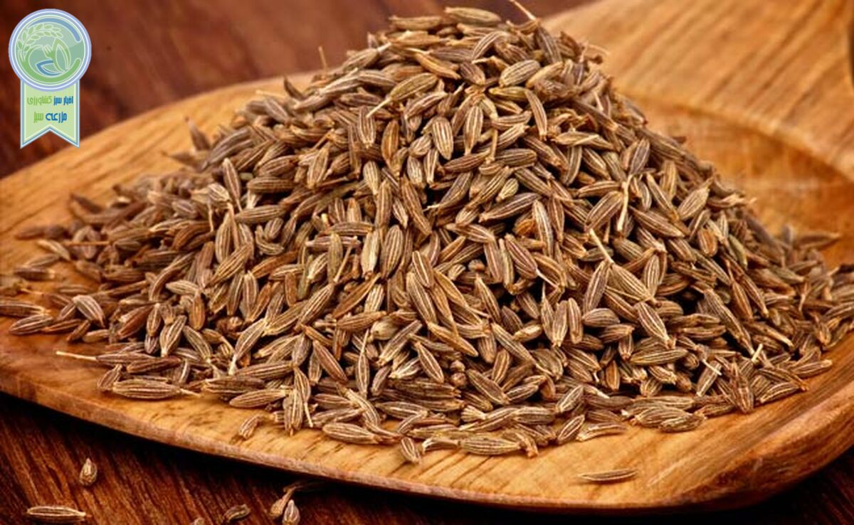 دنیای شگفت‌انگیز زیره؛ از ادویه معمولی تا دارویی معجزه‌گر

