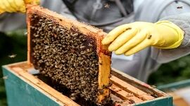 راهکارهای مدیریت هوشمند زنبورستان


