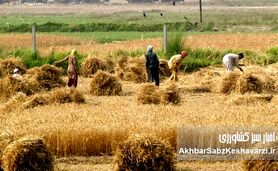 مطالبات گندمکاران؛ ضرورتی اجتناب‌ناپذیر برای امنیت غذایی کشور