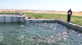 افزایش برداشت ماهی با فناوری نانوحباب در مزارع پرورشی