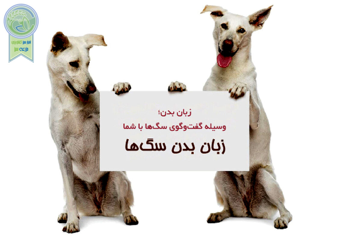 چگونه زبان بدن سگ‌ را بفهمیم؟