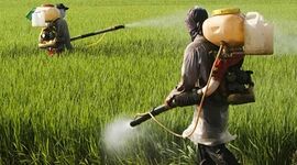 راهنمای ایمنی سمپاشی: نکات حیاتی که هر باغبان باید برای حفظ سلامت خود بداند