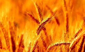 رونمایی از دو رقم جدید گندم دیم در مازندران با حضور معاون وزیر 