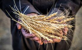 افزایش 15 درصدی خرید تضمینی گندم  

