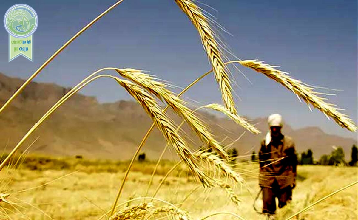  نرخ خرید تضمینی گندم تغییر نکرد

