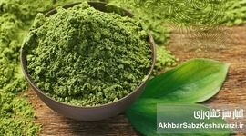 ماچا یا چای سبز؟ داستان پرطرفدارترین نوشیدنی سبز این روزها