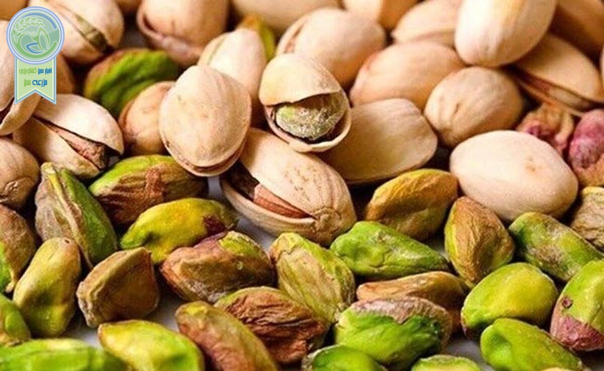 صادرات پسته آمریکایی با برچسب ایرانی

