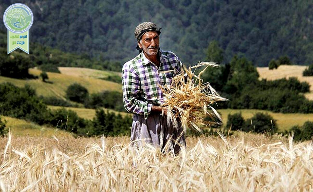 دولت ۱۲۰ همت به گندم‌کاران بدهکار است

