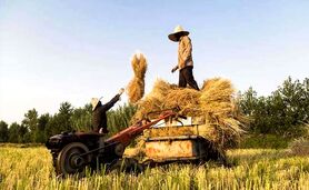 با خودکفایی برنج فاصله چندانی نداریم

