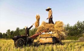 با خودکفایی برنج فاصله چندانی نداریم

