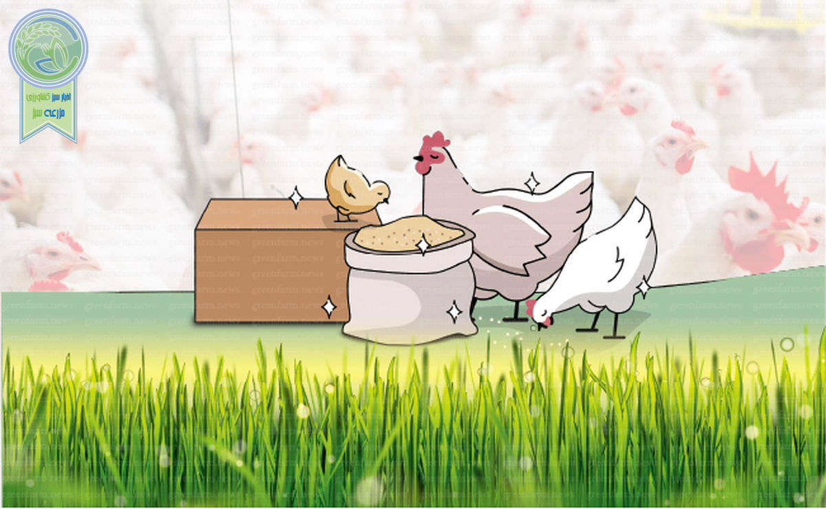 مزایای اسیدهای ارگانیک در تولید انبوه مرغ

