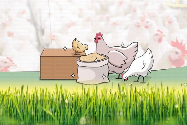 مزایای اسیدهای ارگانیک در تولید انبوه مرغ

