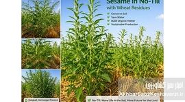 وقتی گندم تمام می‌شود، زندگی در خاک ادامه دارد+ویدئو