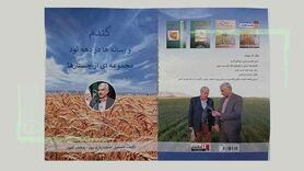 گندم و رسانه‌ها در دهه 90

