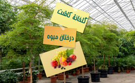 گلخانه کاشت درختان میوه


