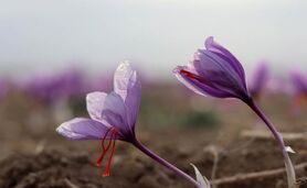 بازار زعفران ایران دو دستی تقدیم افغانستان شد

