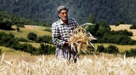 گلایه‌های دردناک گندمکار لرستانی از تاخیر در پرداخت مطالبات خود+ ویدئو

